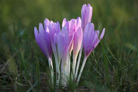 autumn crocus colchicum autumnale.